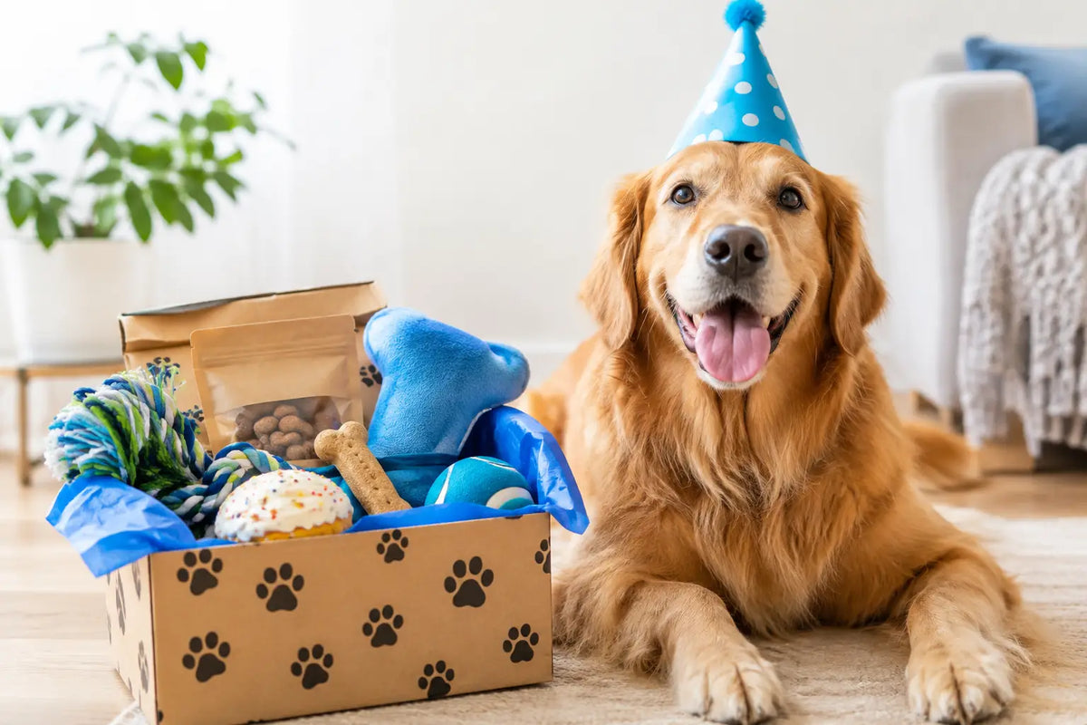 10 Dog Birthday Box Examples Your Pup Will Love