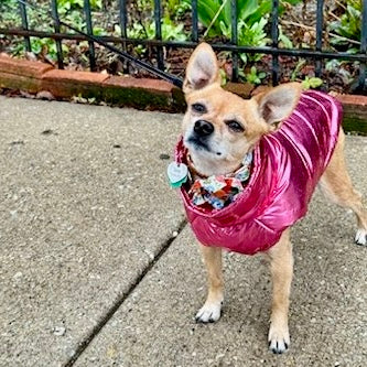 Chic Waterproof Puffer Dog Vest