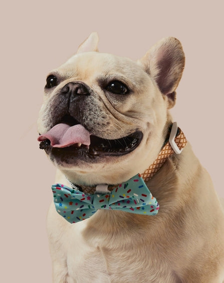 Sprinkle Me Blue Dog Collar and Bowtie for Dog Birthday Celebration