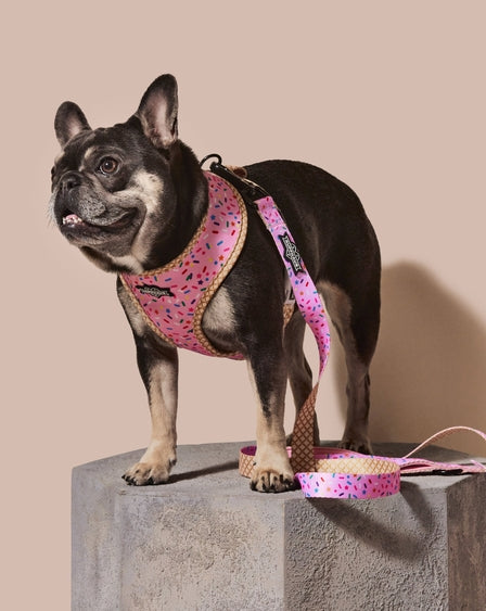 Sprinkle Me Pink Dog Leash Dog Birthday Fashionable Pet Accessory