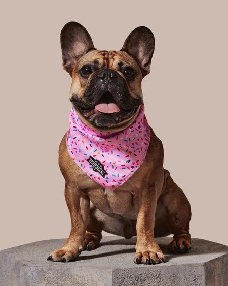 Sprinkle Me Pink Cooling Bandana for Dogs Birthday Celebrations