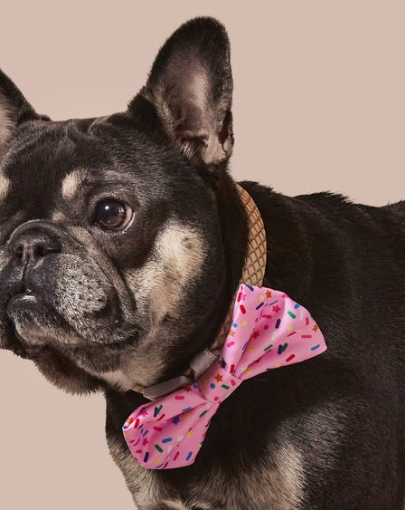 Sprinkle Me Pink Dog Collar and Bowtie for Dog Birthday Celebration