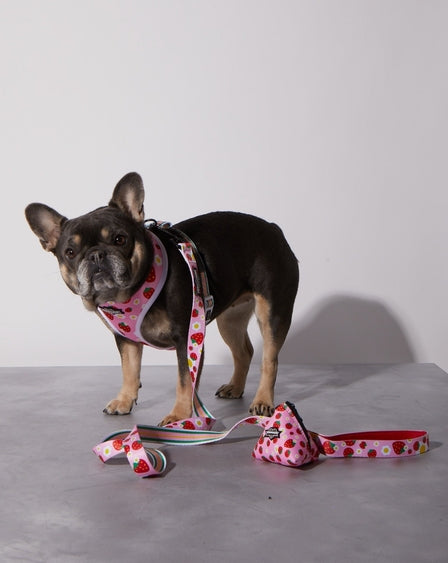 Strawberry Dog Leash Stylish Comfortable Durable Polyester Webbing Pet Accessory