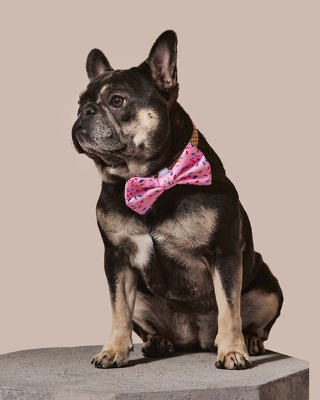Sprinkle Me Pink Dog Collar and Bowtie for Dog Birthday Celebration