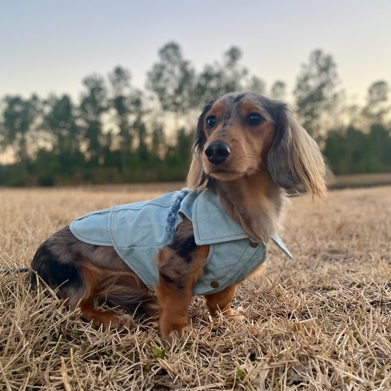 Stylish Fringed Denim Dog Jacket with Star Embroidery