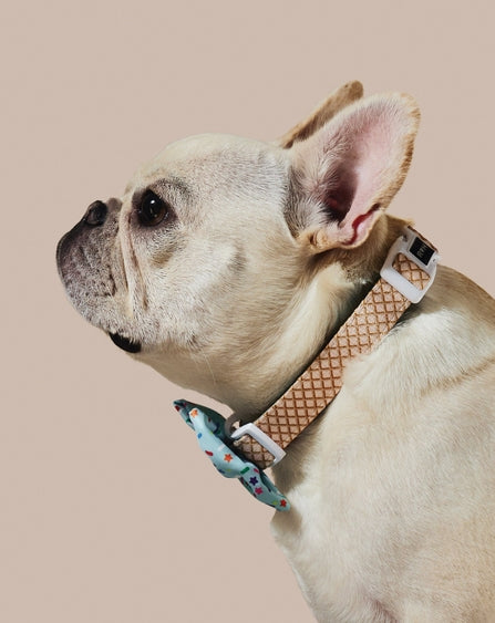Sprinkle Me Blue Dog Collar and Bowtie for Dog Birthday Celebration