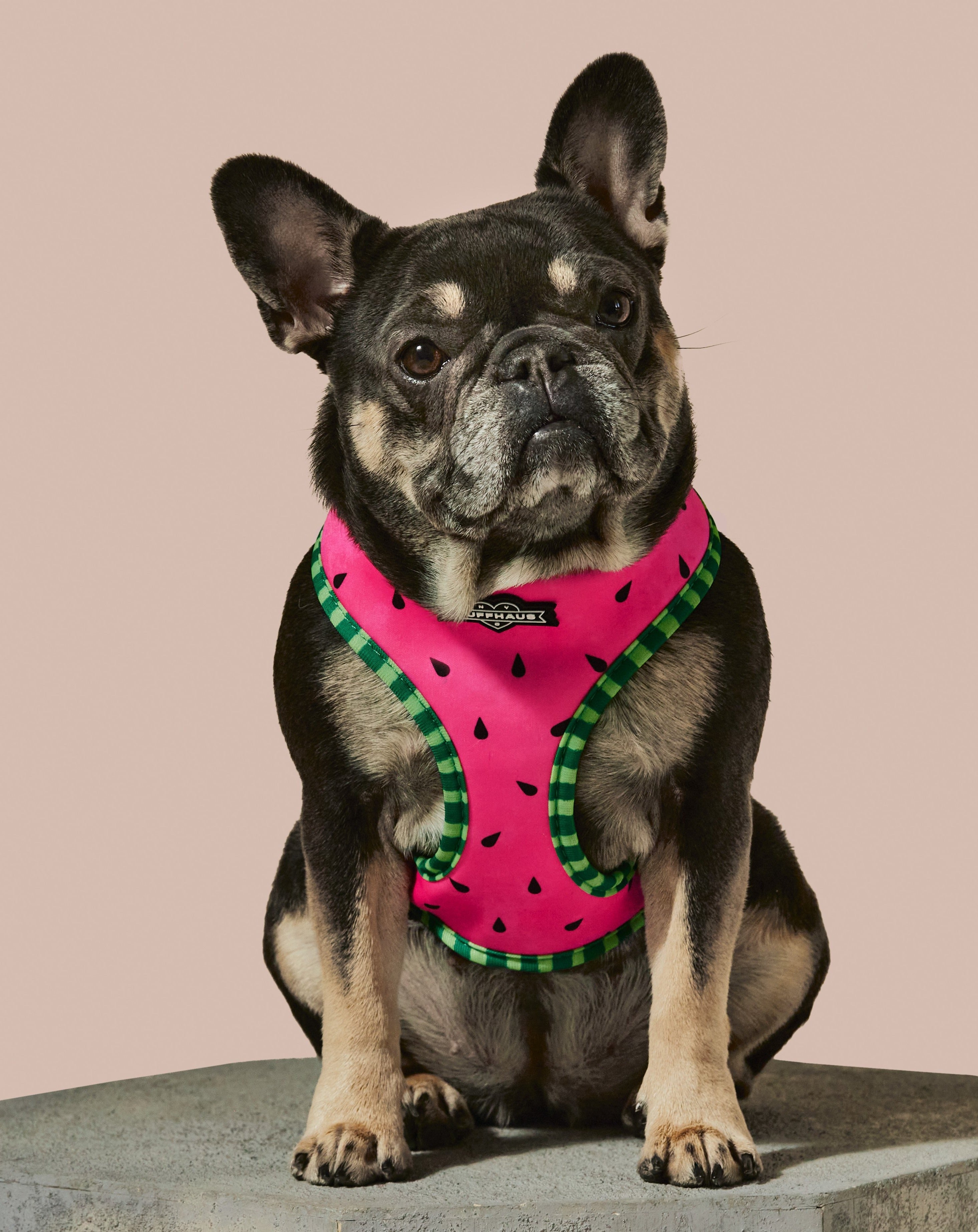 RUFFHAUS NYC What-A-Melon reversible harness for dogs, showing vibrant watermelon pattern on soft adjustable harness.