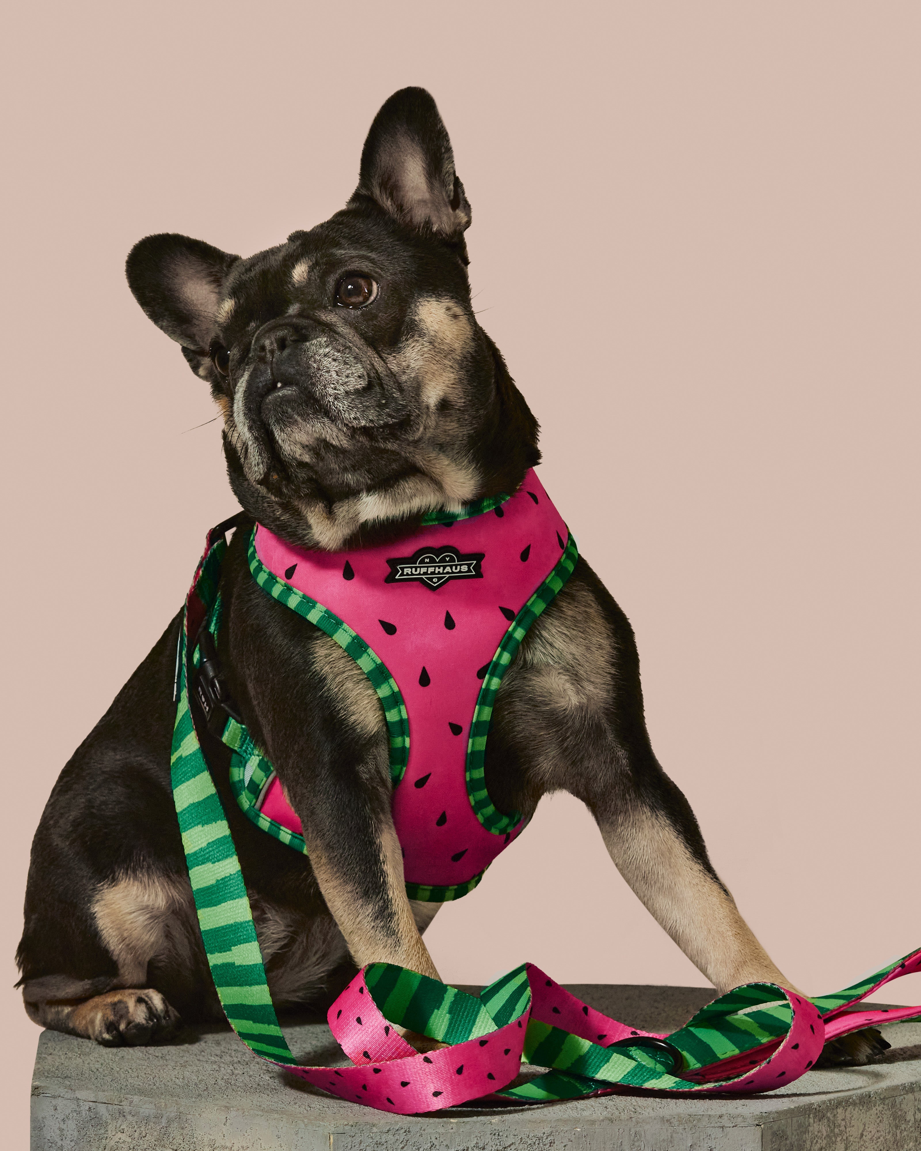 Reversible harness by RUFFHAUS NYC featuring bright watermelon and solid patterns, adjustable straps for a secure fit.
