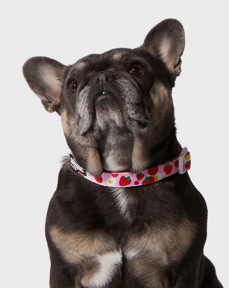 Strawberry Dog Collar and Bowtie Adjustable Fashion Accessory