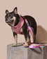 Sprinkle Me Pink Dog Leash Dog Birthday Fashionable Pet Accessory