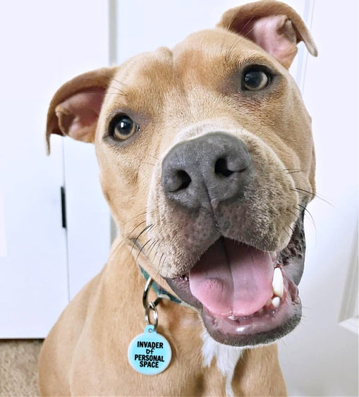 Invader Personal Space-QR Code Dog Tag by Luna Doodle Boutique showing a close-up of the engraved dog tag with QR code and design.