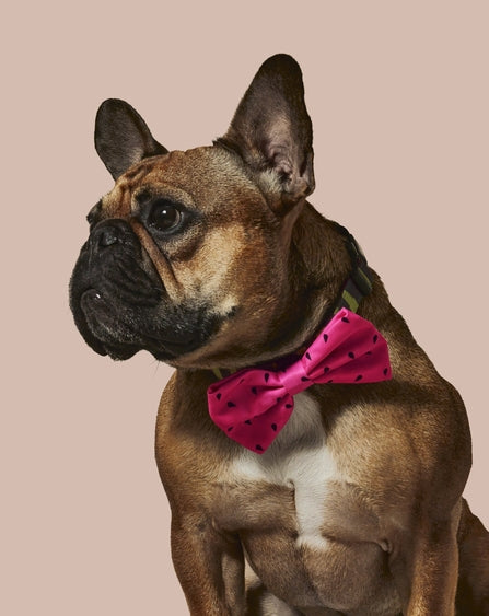 What A Melon Dog Collar And Bowtie Set by Ruffhaus NYC