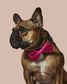 What A Melon Dog Collar And Bowtie Set by Ruffhaus NYC