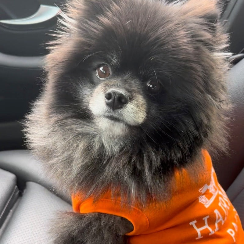 Hairmes Paris Designer Dog T-Shirt
