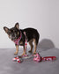 Strawberry Dog Leash Stylish Comfortable Durable Polyester Webbing Pet Accessory