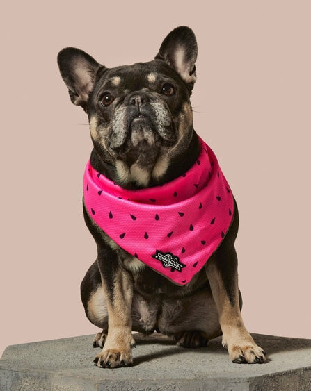 What A Melon Cooling Bandana For Pets