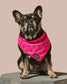 What A Melon Cooling Bandana For Pets