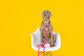 Kylie Pink Vegan Leather Poop Bag Dispenser and Treat Pouch