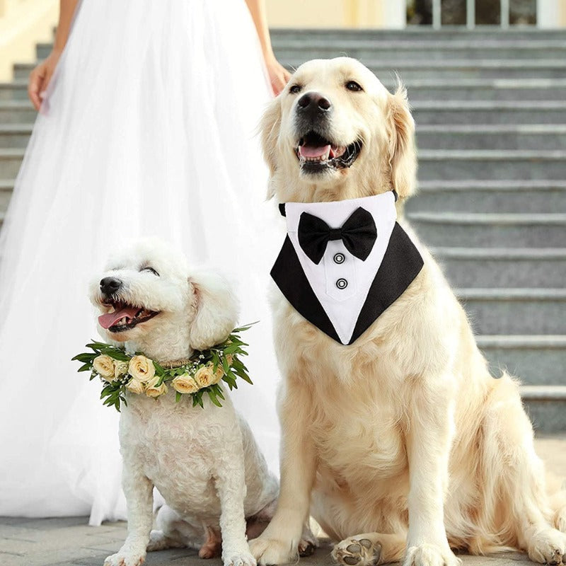 Tuxedo Bow Tie Buckle Collar