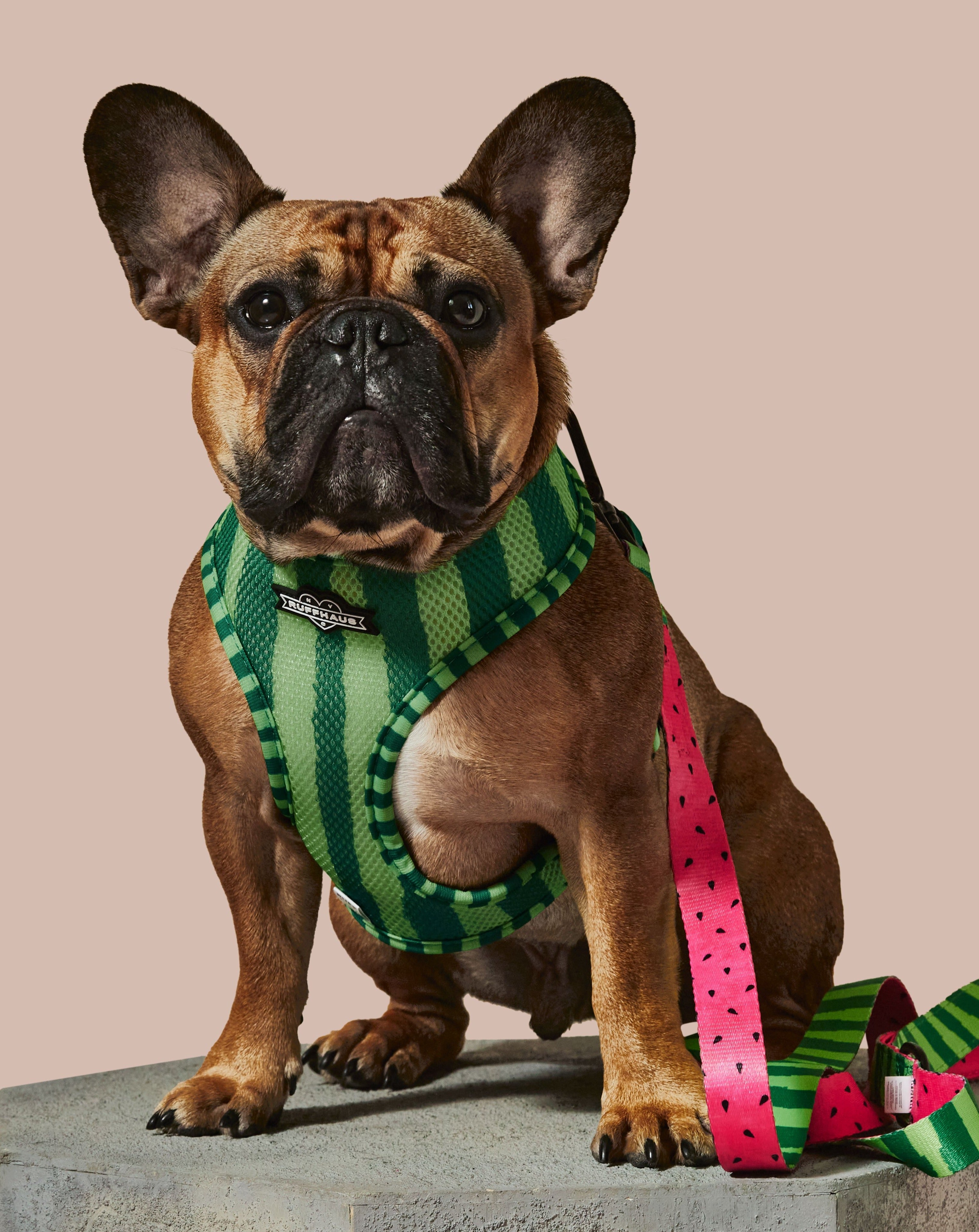 Reversible harness for dogs by RUFFHAUS NYC, featuring a stylish design on both sides, adjustable straps, and secure buckles.