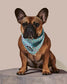 Sprinkle Me Blue Cooling Bandana For Dogs Birthday Celebration
