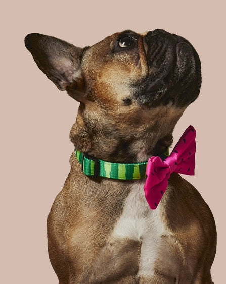 What A Melon Dog Collar And Bowtie Set by Ruffhaus NYC