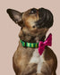 What A Melon Dog Collar And Bowtie Set by Ruffhaus NYC