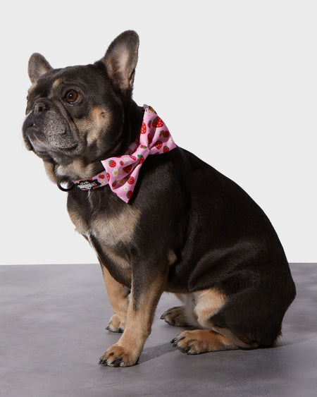 Strawberry Dog Collar and Bowtie Adjustable Fashion Accessory