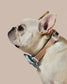Sprinkle Me Blue Dog Collar and Bowtie for Dog Birthday Celebration