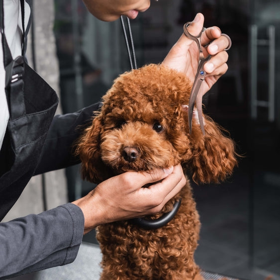 Professional dog grooming scissor kit by Luna Doodle Boutique with sharp, precision scissors for pet grooming.
