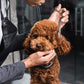 Grooming Scissor Kit for Professional Dog Grooming with Straight Curved Thinning Scissors and Dog Comb
