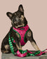 What A Melon Dog Leash by Ruffhaus NYC
