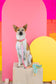 Halston Rope Dog Leash Pastel Dog Leash Organic Cotton Pink Papyrus