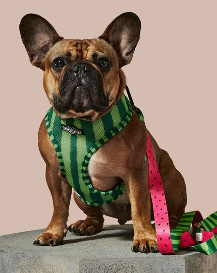 What A Melon Dog Leash by Ruffhaus NYC